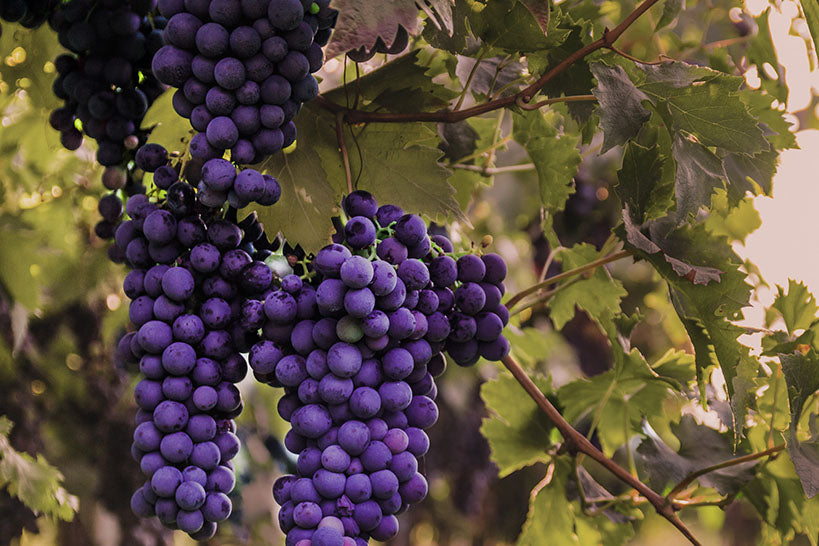 Grape Seed Oil