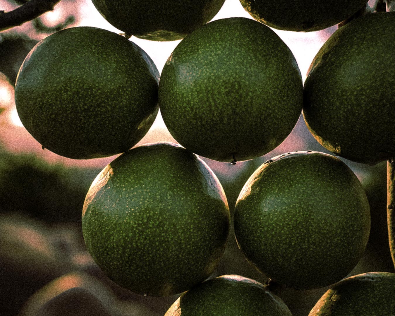 Jojoba Esters