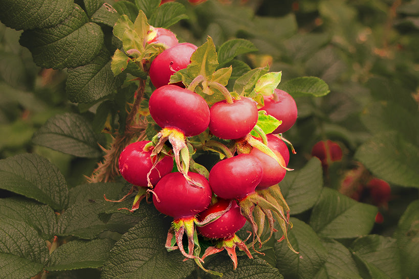 Rose Hip Seed Oil