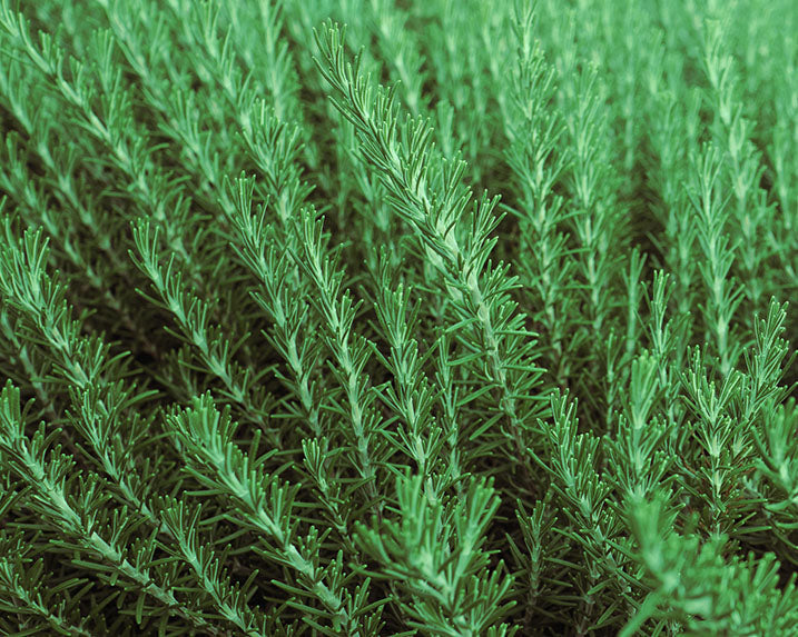 Rosemary Extract