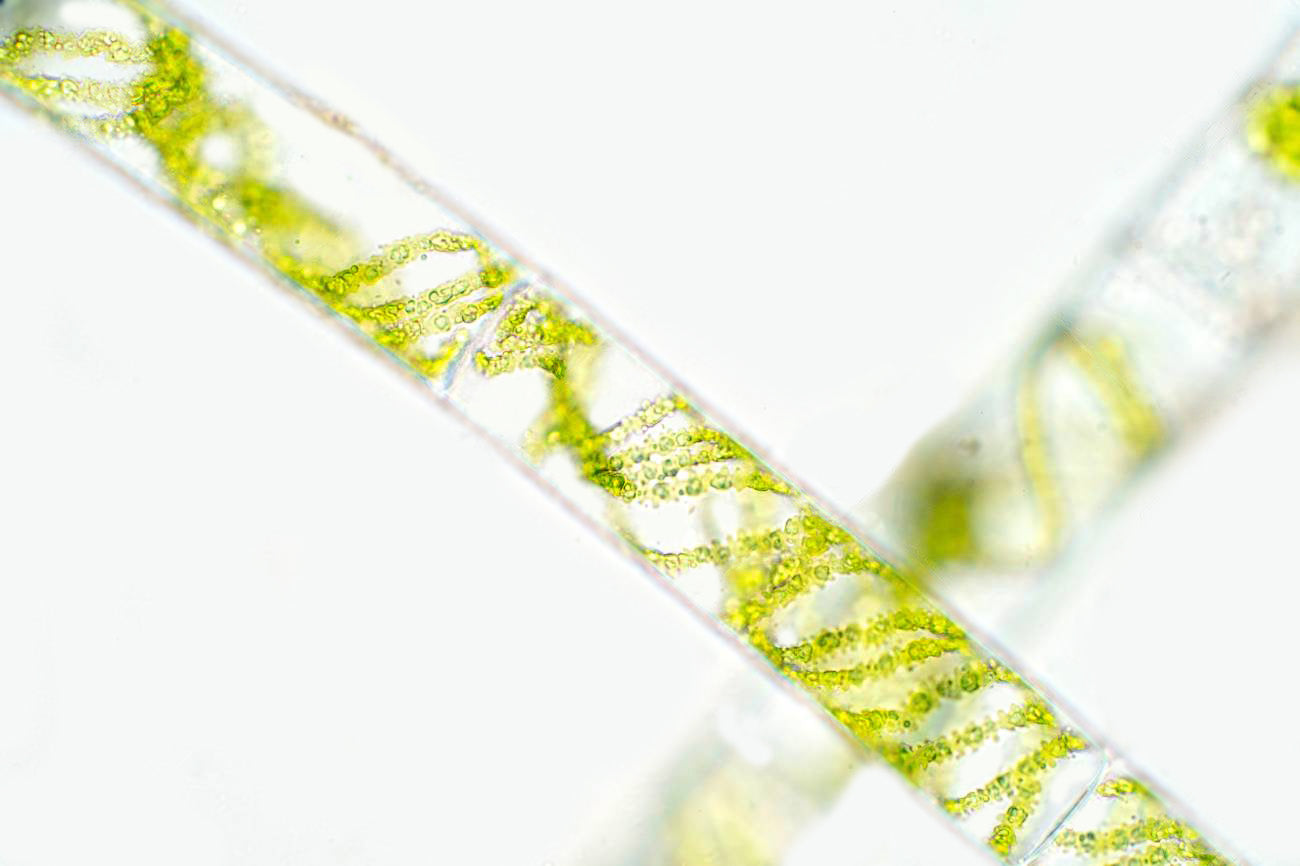 Vegan Plankton Extract
