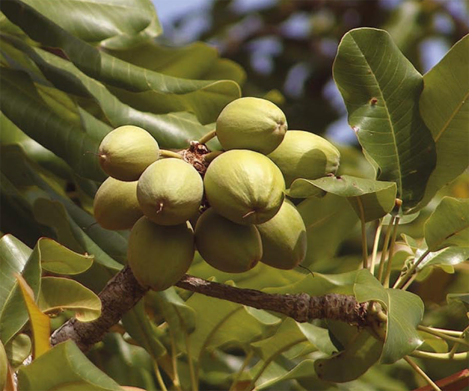 Shea Butter