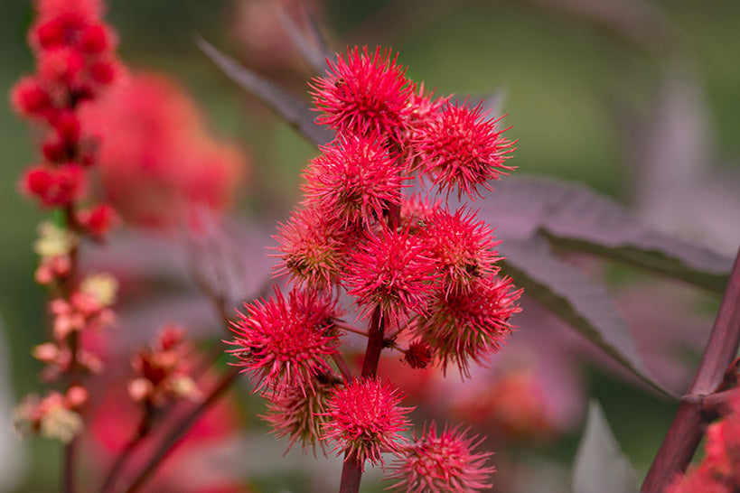 Castor Seed Oil