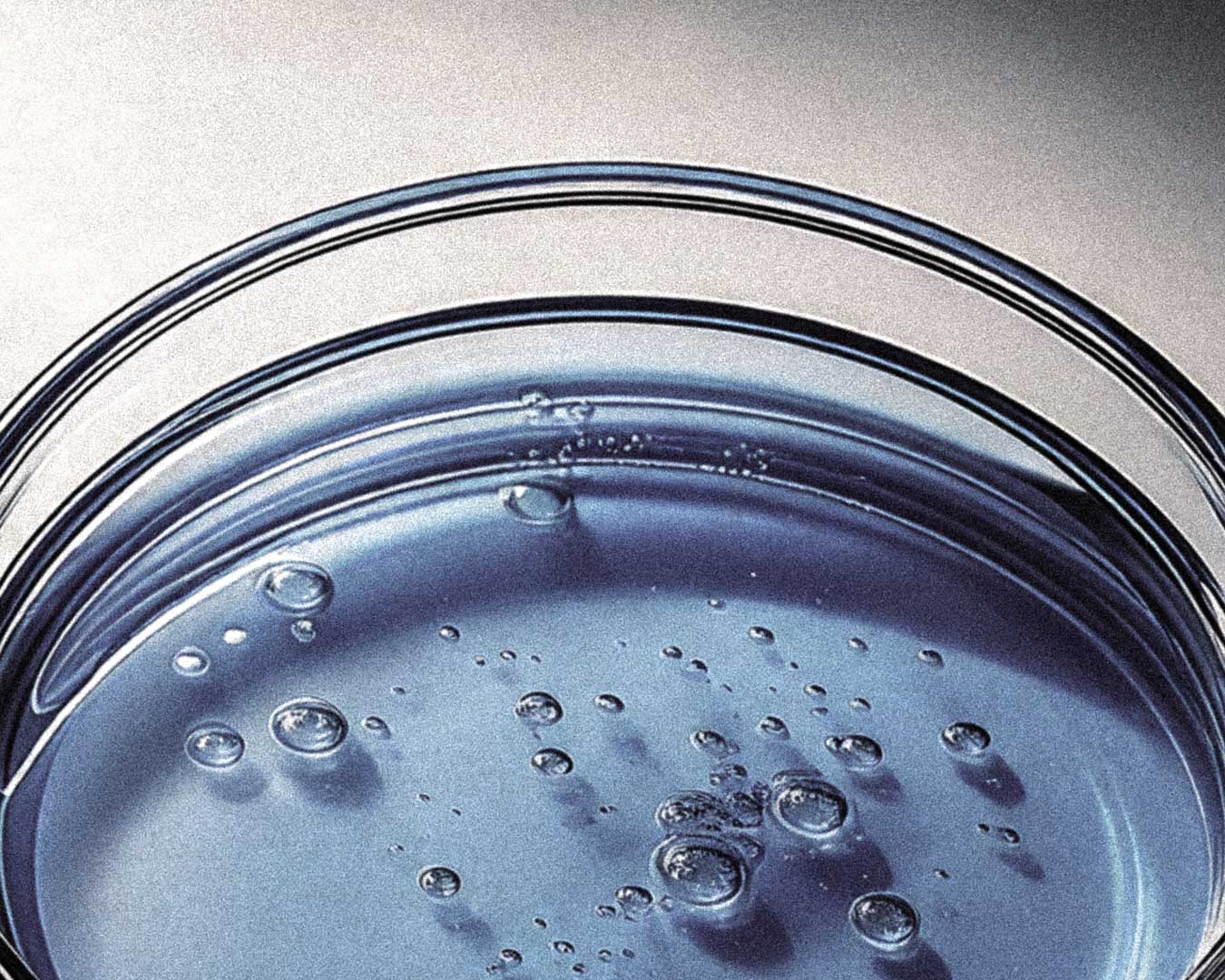 Lactobacillus Ferment