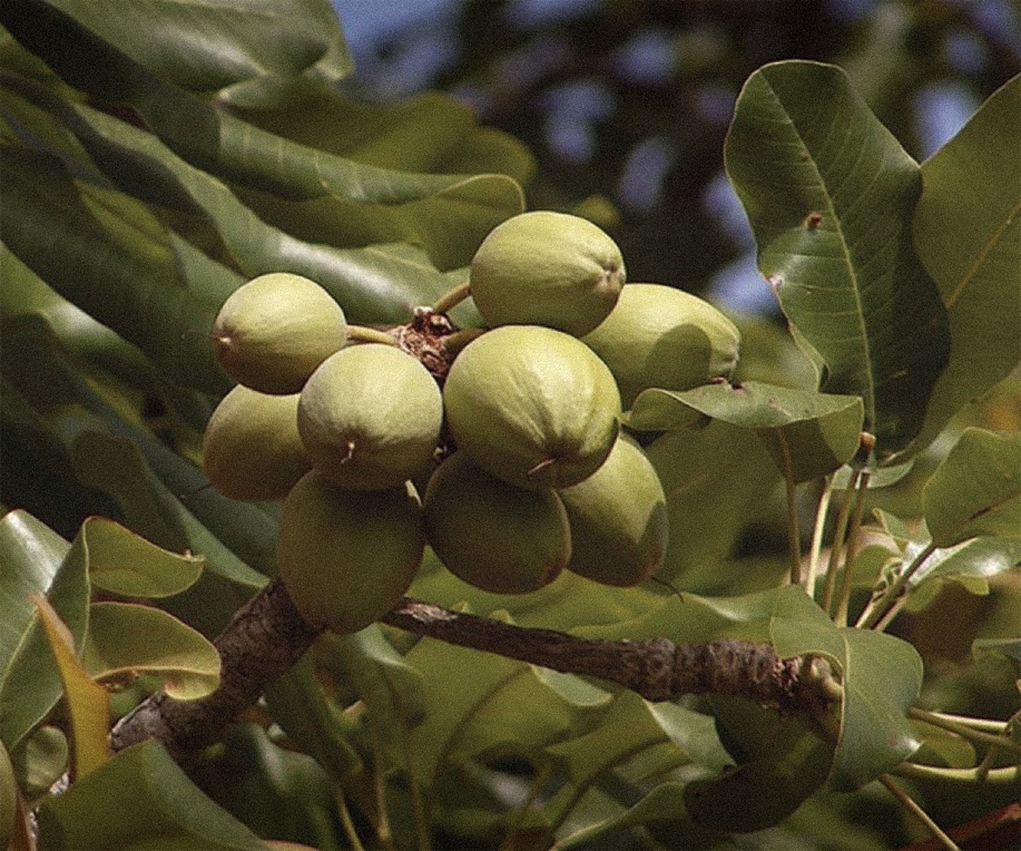 Shea Butter